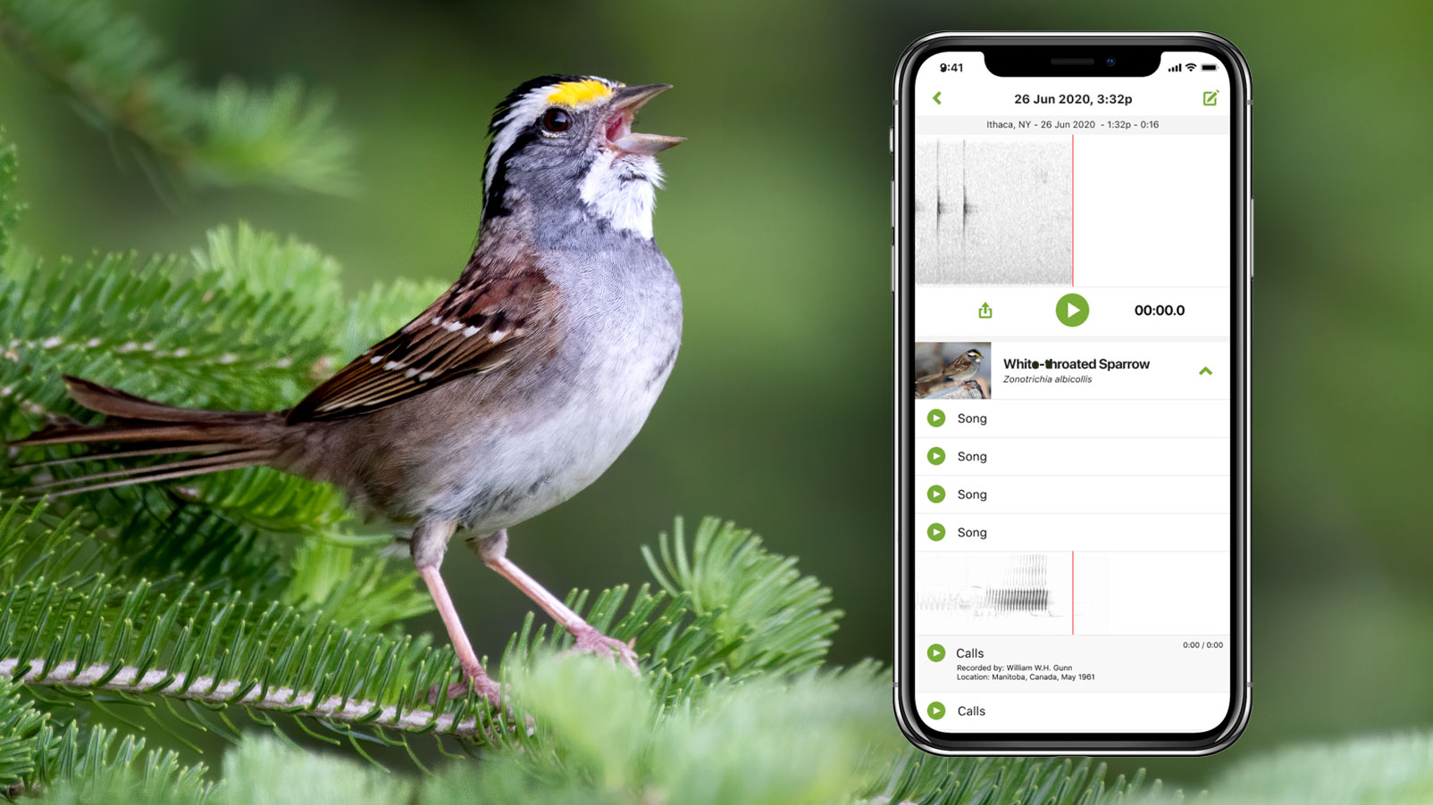 Cornell Lab Our Question Of The Week Is One Of The Most Asked Questions In Birding What S That Bird Singing The Free Merlin Bird Id App S New Sound Id Feature