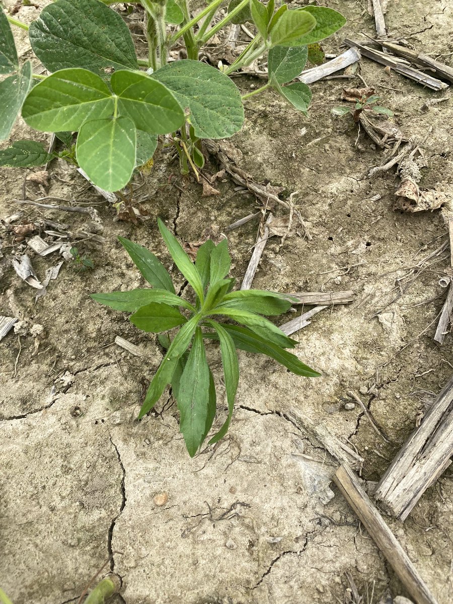 Weather during #plant21 led to thin stands and potential for escapes. This marestail could produce 200k seeds. Uncontrolled populations can reduce yield more than 80% With the #FreedomToSpray from <a href="/PioneerSeeds/">Pioneer Seeds U.S.</a> Enlist E3 soybeans we can keep these populations under control.