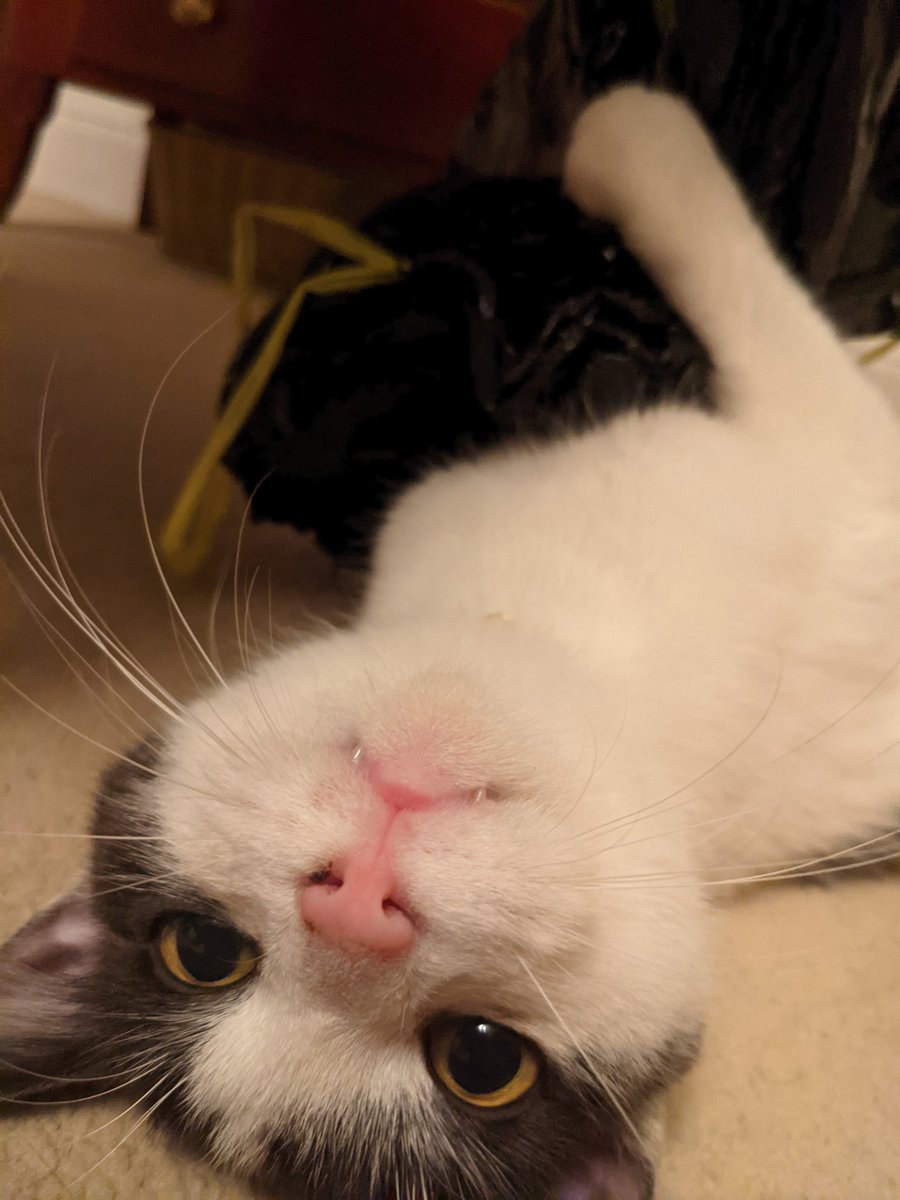 tyrfishy's tweet photo. Teefs! https://t.co/BBBoJ81TkM