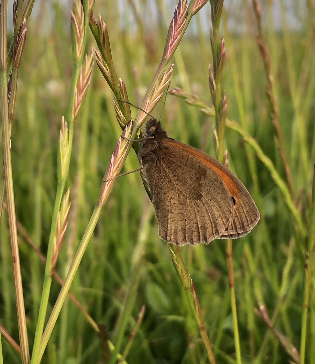 Spotted my first Meadow Brown of the year whilst walking the dog this evening <a href="/BC_Lincolnshire/">BC Lincolnshire</a> <a href="/LincsNaturalist/">LNU</a> <a href="/LincsWildlife/">Lincs Wildlife Trust</a> <a href="/savebutterflies/">Butterfly Conservation 🦋</a> @ukbutterflies <a href="/LepidopteraNews/">Lepidoptera News</a>  #butterfly #nature #wildlife