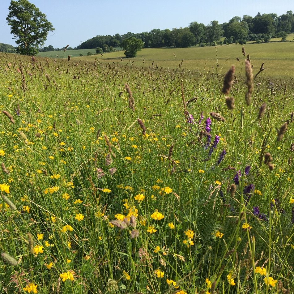 kentdowns6's tweet photo. Big thanks to Shelvin Farm &amp; Boyington Court Farm @kentsheep for hosting our east kent valleys farmer group walk today.  Species-rich meadow creation/arable reversion, herbal/legume leys, sainfoin and hedges. Farmers recovering 🦋🪲🌼🐦 https://t.co/irAajzzuqS