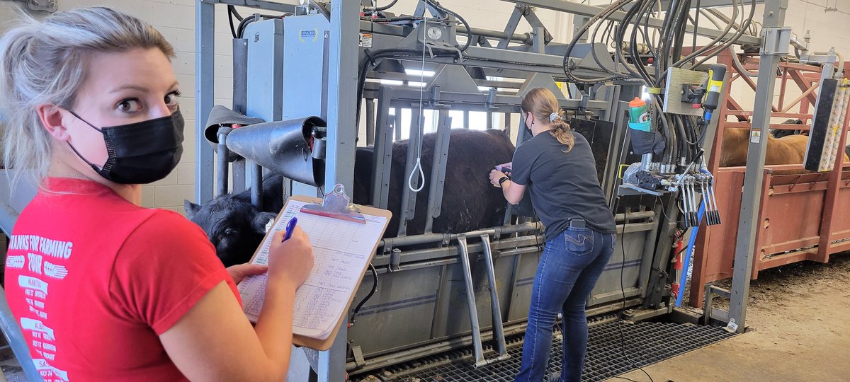 LFCE_usask's tweet photo. An exciting day for @jenna_sarich and @RibeiroLabUsask as they send off finished #steers to the abattoir. Collections are complete, but researchers will continue to analyze samples looking for answers about feeding #ergot. @agbiousask https://t.co/f3VRXeNjFW
