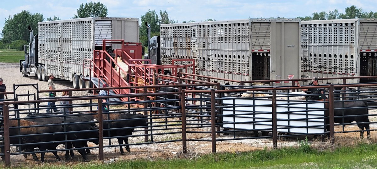 LFCE_usask's tweet photo. An exciting day for @jenna_sarich and @RibeiroLabUsask as they send off finished #steers to the abattoir. Collections are complete, but researchers will continue to analyze samples looking for answers about feeding #ergot. @agbiousask https://t.co/f3VRXeNjFW