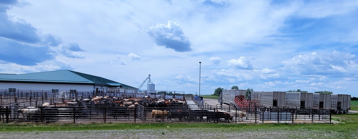 LFCE_usask's tweet photo. An exciting day for @jenna_sarich and @RibeiroLabUsask as they send off finished #steers to the abattoir. Collections are complete, but researchers will continue to analyze samples looking for answers about feeding #ergot. @agbiousask https://t.co/f3VRXeNjFW