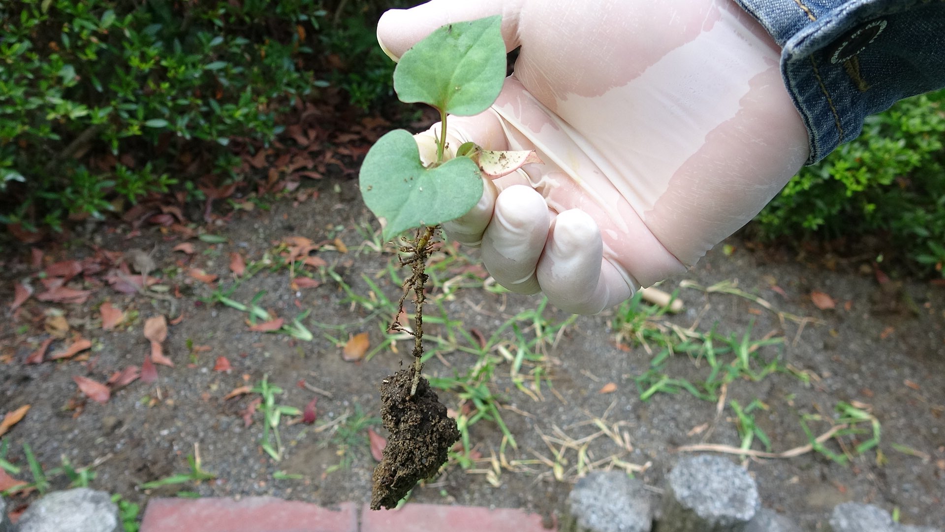 東京40まいる 偶然発見したドクダミ まだ単体 双葉なのに根はこんなに深い 背景の草みたいなのは雑草じゃなくてセントオーガスチングラスの挿木実験です 芝 芝生 ガーデニング 雑草 ドクダミ T Co Ojl8o1wzd2 Twitter