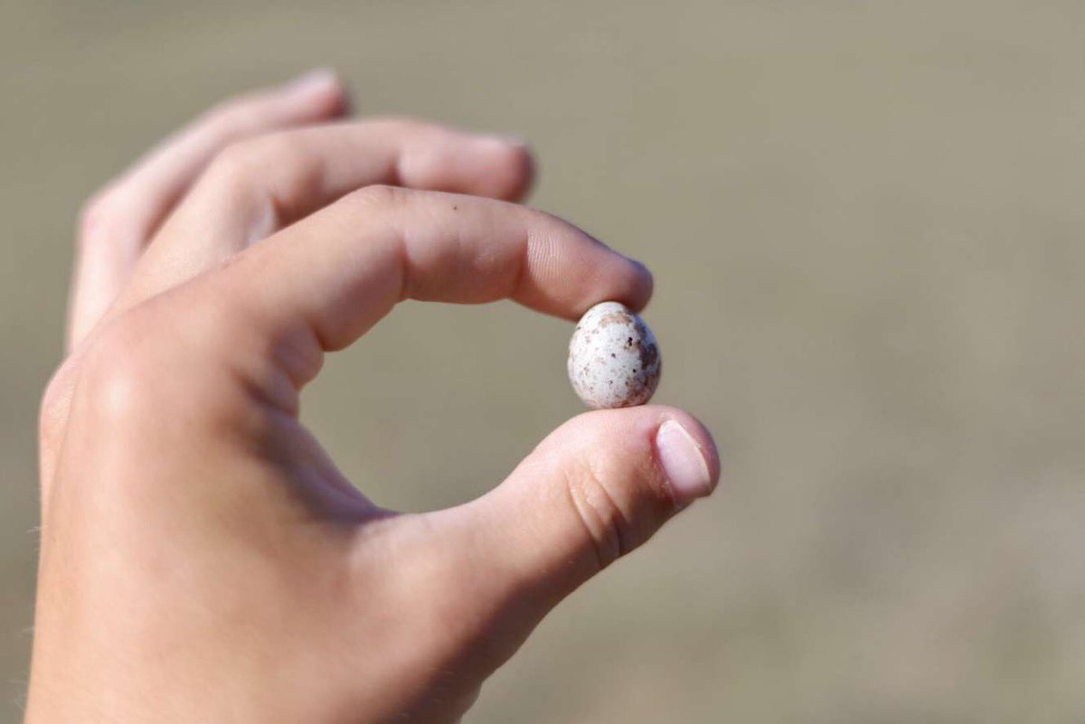 RealDuckTails's tweet image. UND #grassland technicians working on studying effects of high intensity short duration #grazing on grassland bird nests. They are candling #songbird eggs to monitor embryo development.