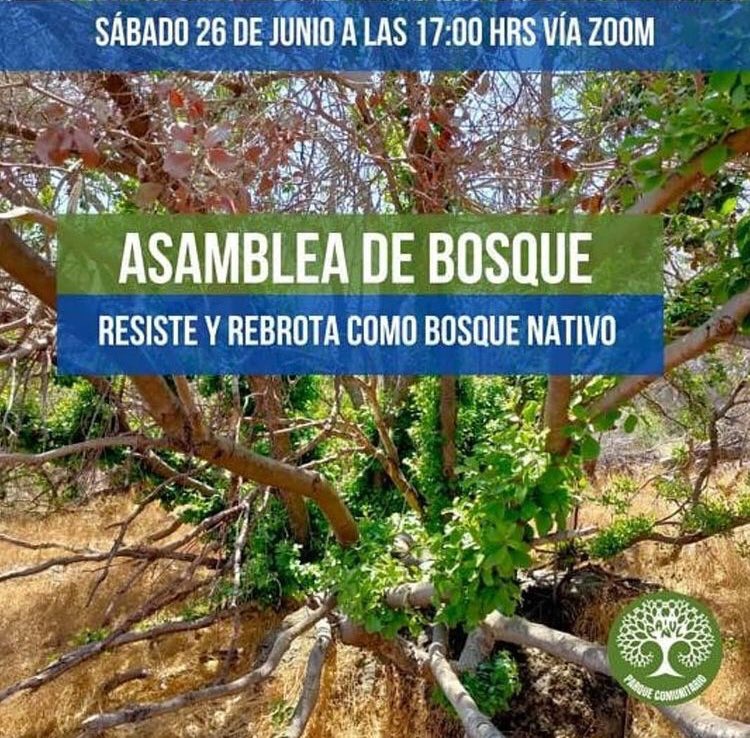 Estimada comunidad los invitamos este sábado a nuestra asamblea del bosque vía zoom todos juntos para salvar y proteger al panul más info en el link #panul #parquecomunitario 
instagram.com/p/CQhNiOjpl9P/…