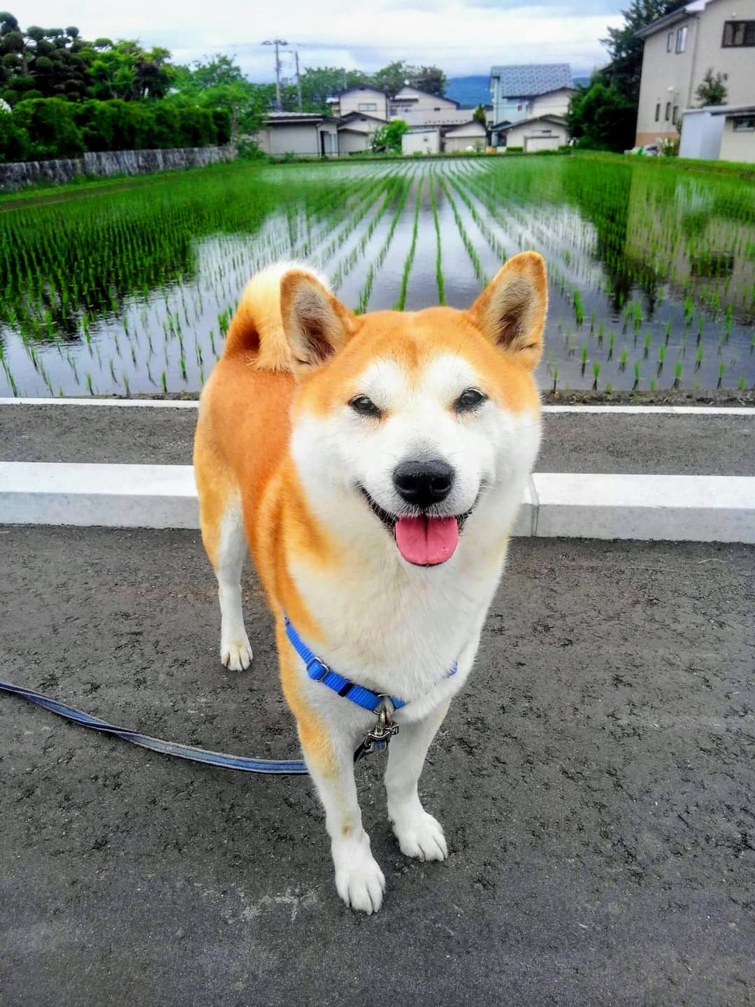 NHK盛岡放送局 on Twitter 