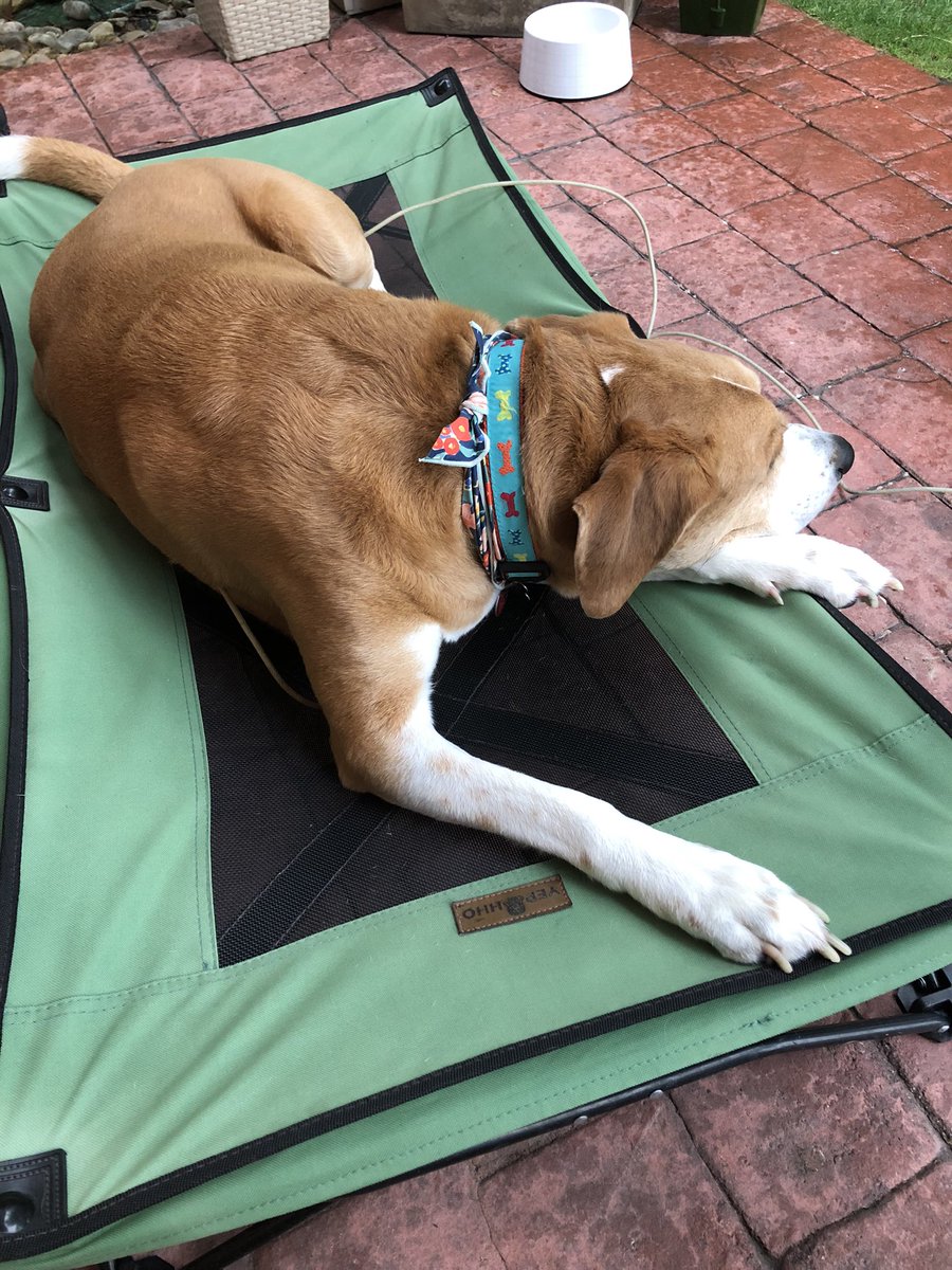 chachaspillane's tweet photo. Its raining here in the #TipOfTheMitt but my lovely Stanley is quite happy to sit w me under the covered patio, as the much needed, soft rain falls. Its calm, not too cool, actually its perfect https://t.co/C5rzzeELHa