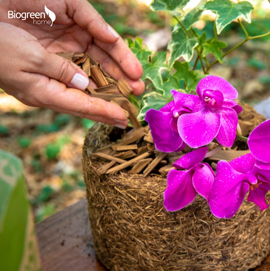 biogreenbr's tweet photo. #Orquídeas por si só possuem sua beleza única, não é verdade?🌸🌿
Mas se forem cultivadas com substratos ideais para a espécie, com granulometria que garante mais aeração, e em um vaso que libera nutrientes na medida certa, ela vai ficar ainda mais bonita!!😉 #jardim https://t.co/FoH3R8xeK0