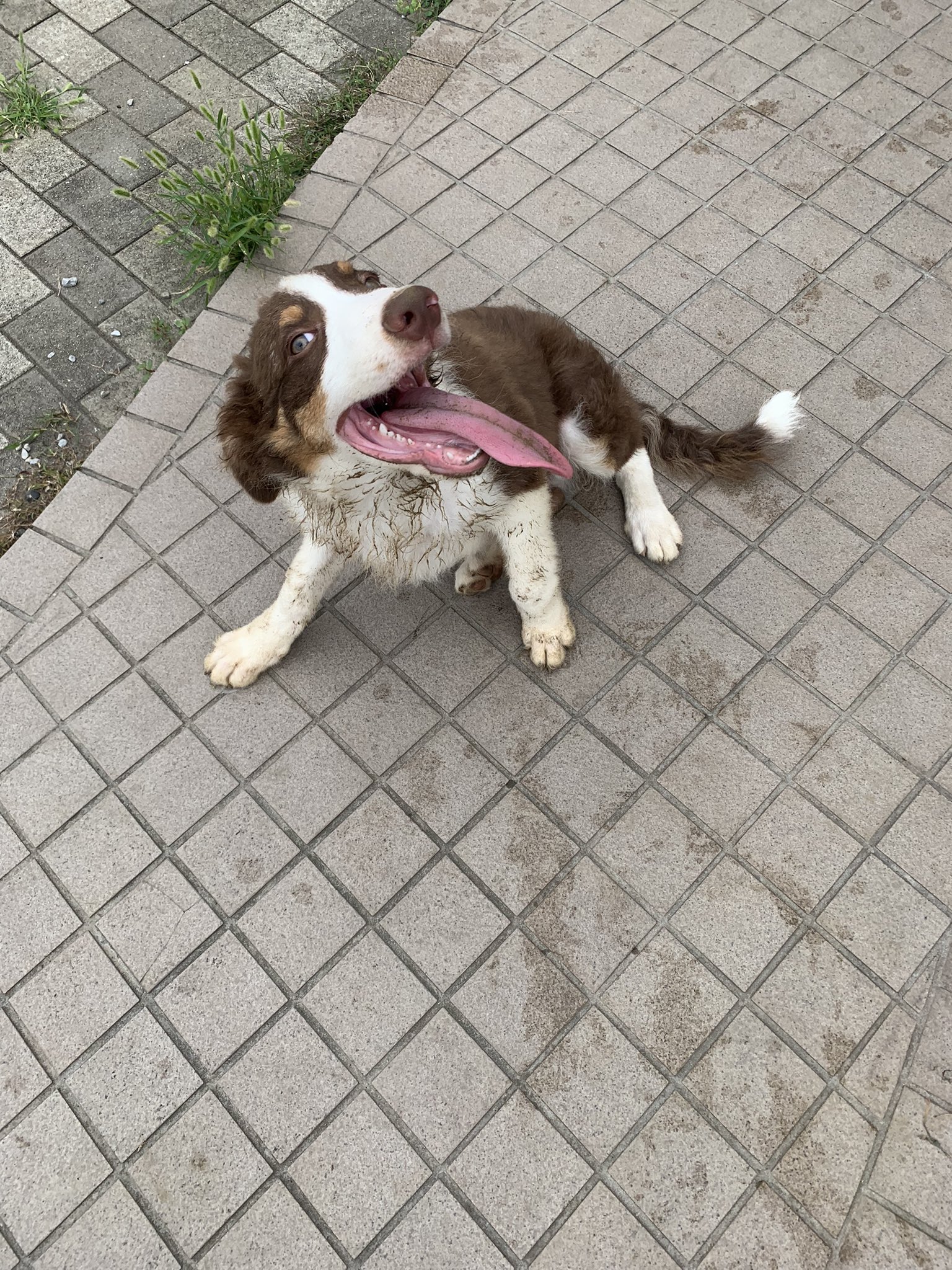 ボーダーコリー専門犬舎norru 注目 首元 お庭の砂利を掘り 土を掘り その穴に潜り込む 犬の習性なのはわかるよ でもね 毎朝これはしんどい 白黒のお方は顔にもすごかった ボーダーコリー 泥遊び T Co Mf8vxkaodc Twitter