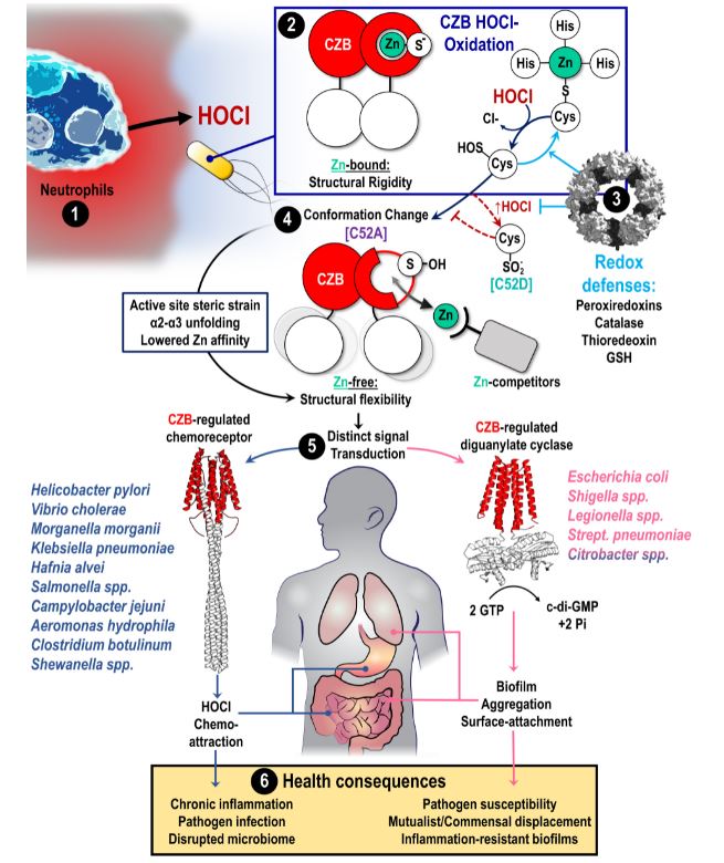 A Bacterial Inflammation Sensor Regulates c-di-GMP Signaling, Adhesion, and Biofilm Formation skyw.io/OmGheo
