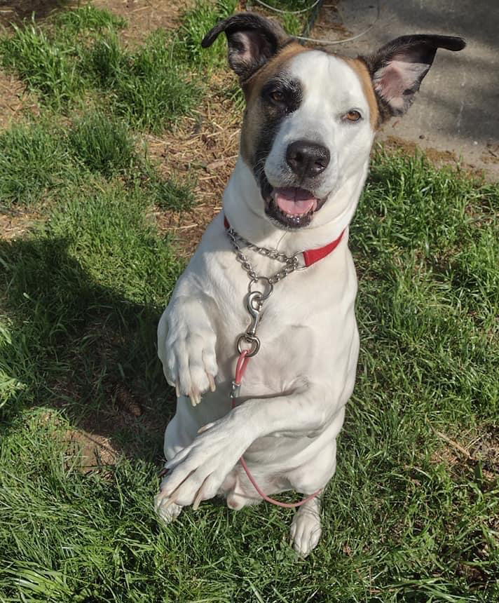 PETbullProject's tweet photo. Shiloh is a handsome good boy, who is waiting on the day where he can fill your heart with joy. 

https://t.co/ARwbgfprr6 https://t.co/FQes1ZlHvf