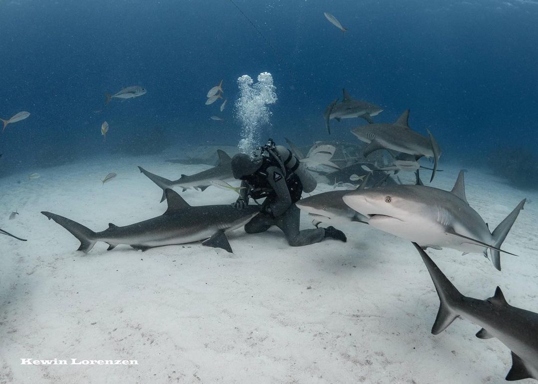 Neptunic (@neptunic_com) on Twitter photo // <a href="/cristinazenato/">Cristina Zenato</a>: "'So scary!' A lot of my educational posts are inspired by the comments I receive on my social media and this is the perfect example. After responding to a few "so scary" comments under images and videos of me sitting on the ocean floor petting one of my g... // <a href="/cristinazenato/">Cristina Zenato</a>: "'So scary!' A lot of my educational posts are inspired by the comments I receive on my social media and this is the perfect example. After responding to a few "so scary" comments under images and videos of me sitting on the ocean floor petting one of my g...