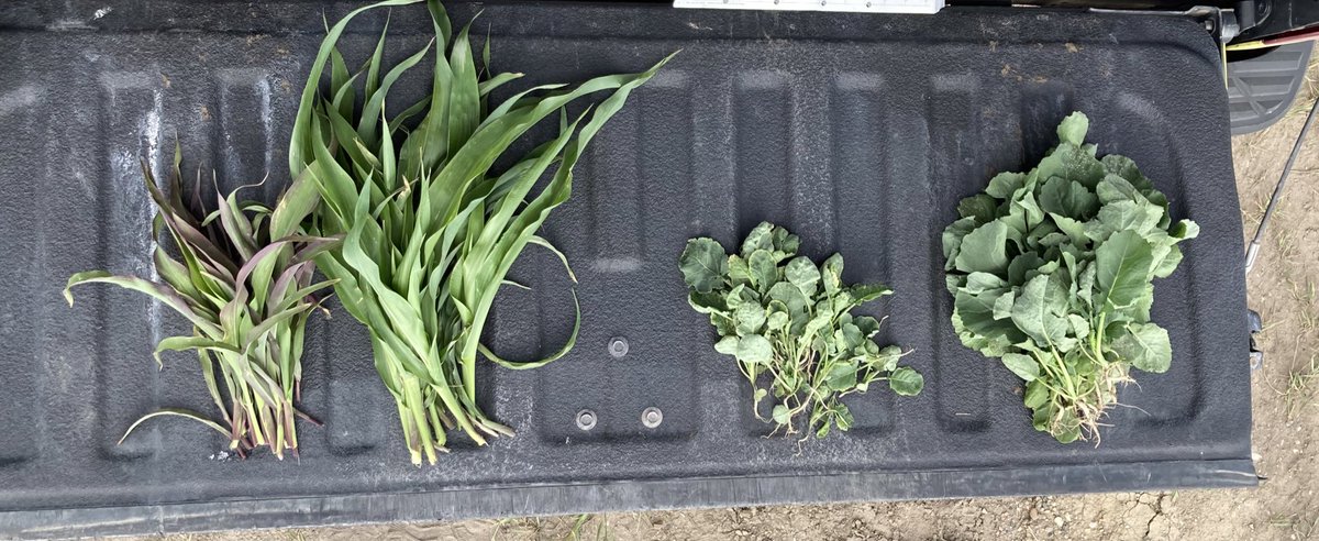 I am a curious agronomist. These are samples taken from my travels today. #corn #canola Let’s tissue test and find out why! Sometimes it’s not what you think it might be. Or even for the reason you think of first. 😉#keepanopenmind #alwayslearning