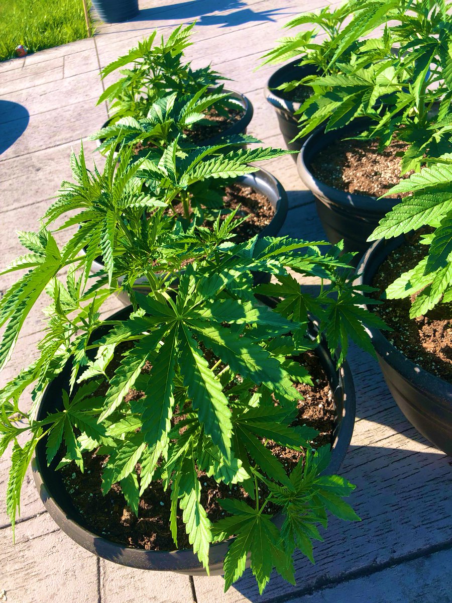 Doing something a little more ambitious then my usual pansy’s and petunias this year 😜