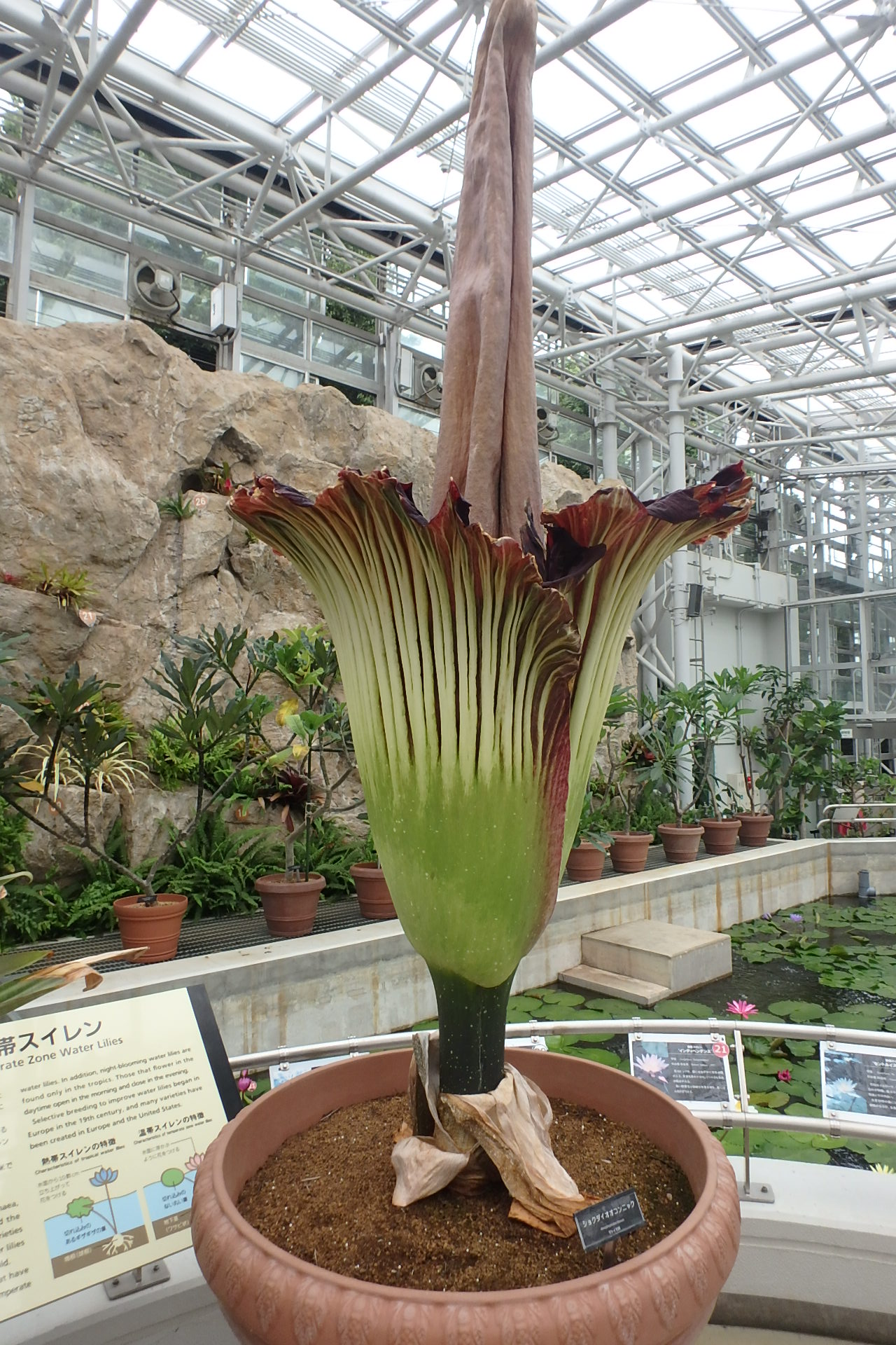 神代植物公園 ニュース スタッフより 園芸係 大温室熱帯スイレン室のショクダイオオコンニャク 午前8時の状況です 計測では 高さ249 最大幅98 です 昨日の午後10時の計測よりも横幅 10 花が閉じ始めています 臭気はかなり薄くなりました