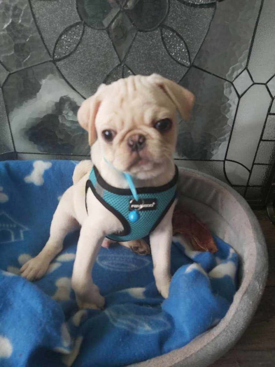 silvithecomic's tweet image. Whatcha doin? #mochithewhitepug #pug #puglet #cute #BestFriend #dogs #dogsoftwitter #love #silvithecomic #pugs