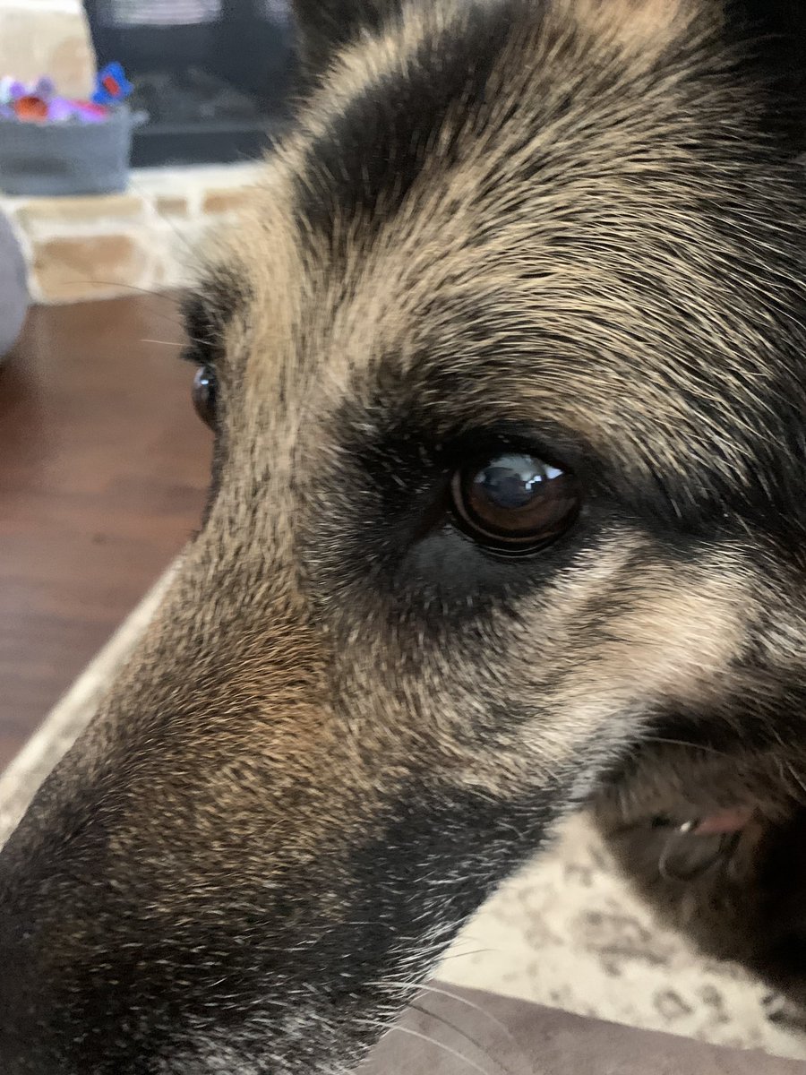 jbowknows's tweet photo. My wife and oldest daughter were whaling in pain.  Koda, you will be missed but never forgotten.  You forever filled our hearts with love and joy.  We have so many great memories.

RIP Koda  —  4/20/09 - 6/24/21 (4/4) https://t.co/BYuZ7l15bO