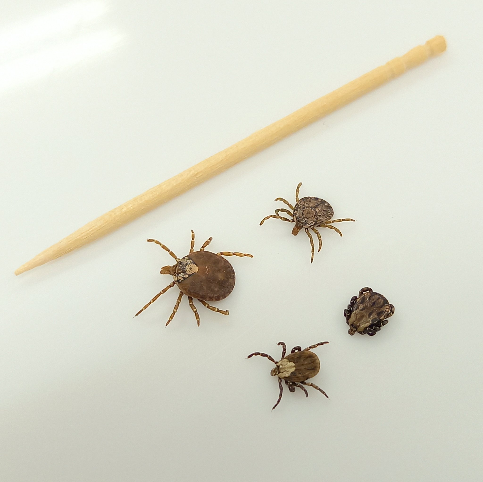 和歌山県立自然博物館 マダニにご注意 展はまだまだ開催中です 先日 新たにタカサゴキララマダニ 奥 の雌雄とタイワンカクマダニ 手前 の雌雄を入手できました 左側が雌 右側が雄です タイワンカクマダニの雌が血を吸ってパンパンになっ