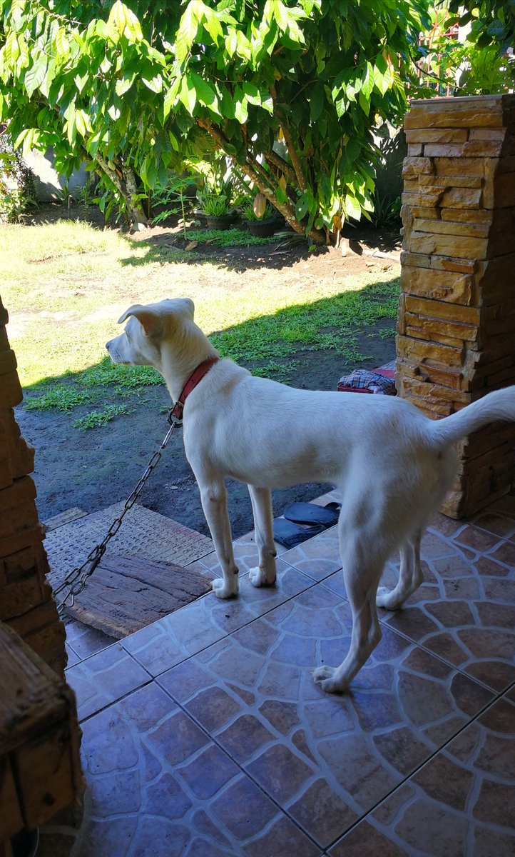 Home Guard Kobi! 🐕🐶🐩