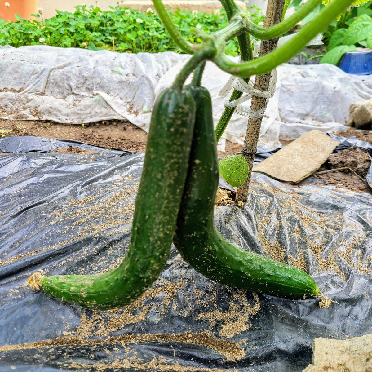 信州発 家庭菜園 Q S Natural Garden 四葉きゅうり の シャキット 初栽培 初収穫 夏すずみ 今年初収穫 タイプの違うきゅうり面白い きゅうり タネのタキイ 宮沢農園 接木苗 夏すずみ ミノールしみず 信州発 家庭菜園 Q S Natural Garden 四葉きゅうり の シャキット 初栽培 初収穫 夏すずみ 今年初収穫 タイプの違うきゅうり面白い きゅうり タネのタキイ 宮沢農園 接木苗 夏すずみ ミノールしみず