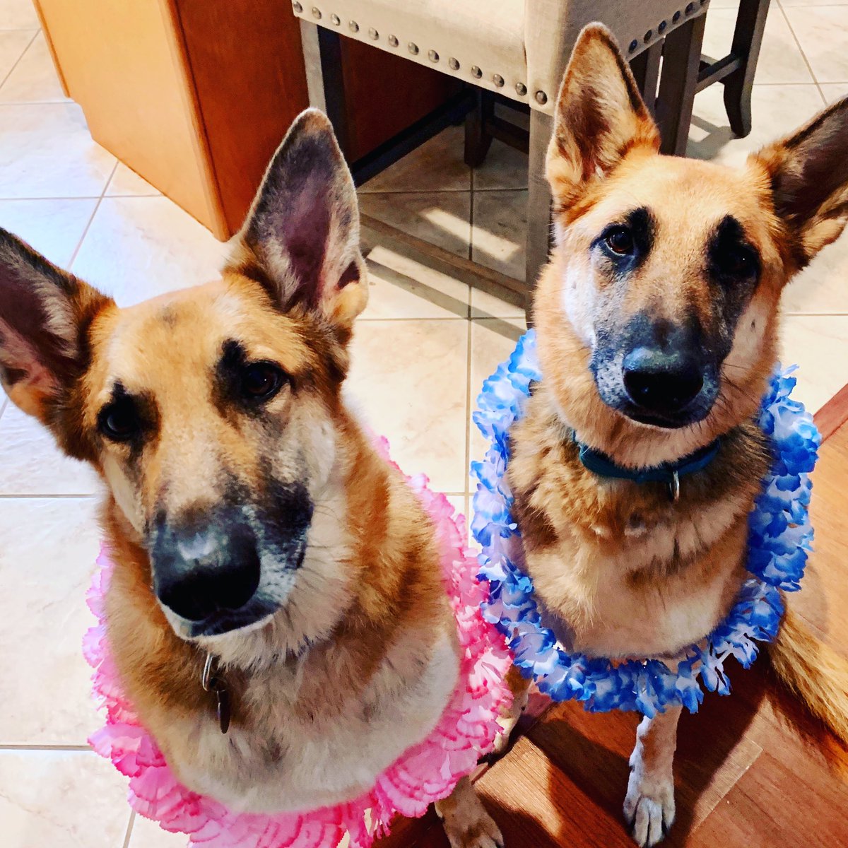 MCMXI45's tweet photo. @diggstape Gunner &amp; Kimber! https://t.co/0FuQnwLfKT