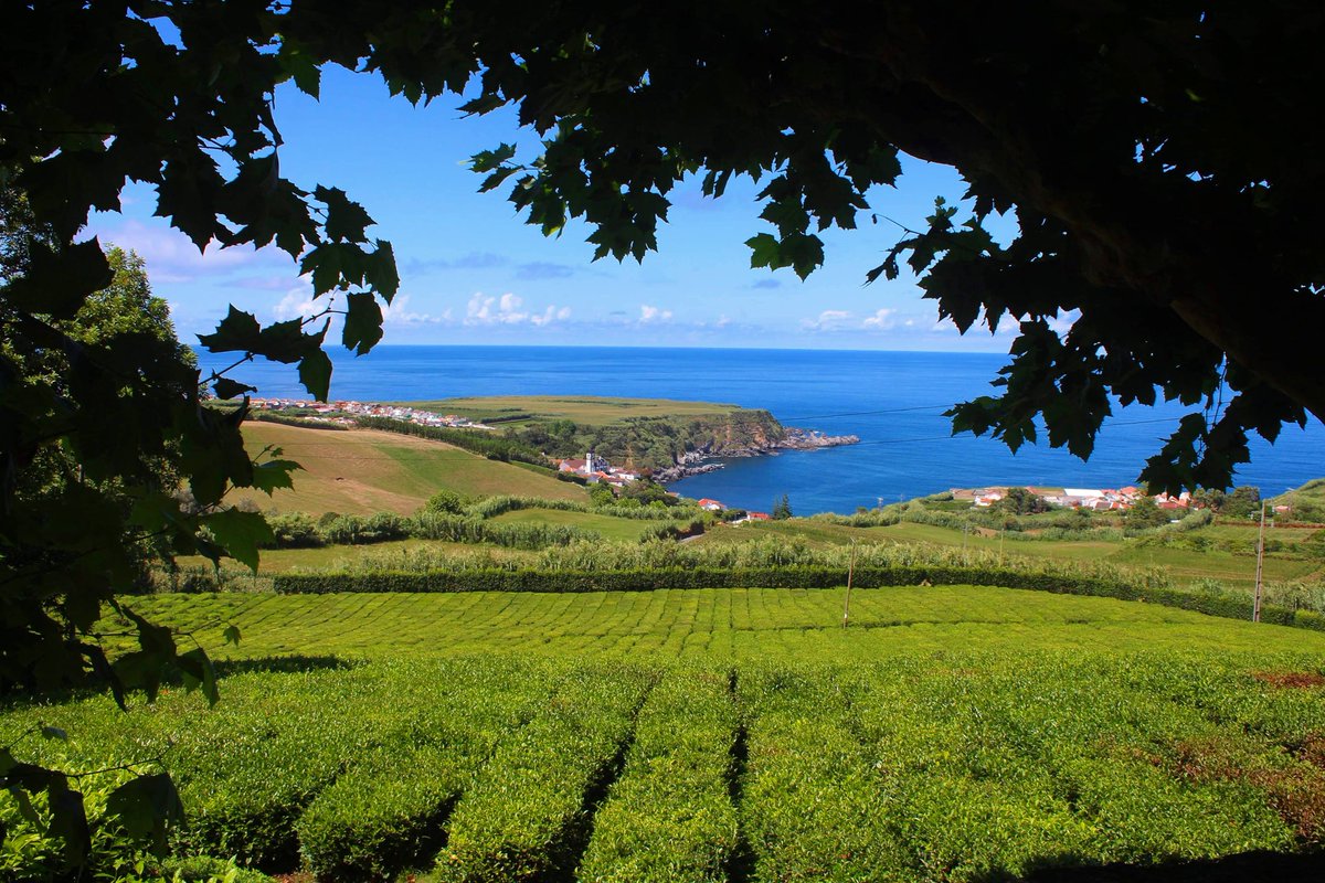saomigueltours's tweet photo. Tea Plantation! 🌱☕
.
#azores #visitazores #azoresislands #azoreswhatelse #azoreslovers #azoresnature #azorestravel #saomiguelisland #teaplantation #chaportoformoso #beauty #green #ocean #paradise #landscape #landspacephotography #photography #photooftheday #nature #tea #travel https://t.co/nC1mQq15BX
