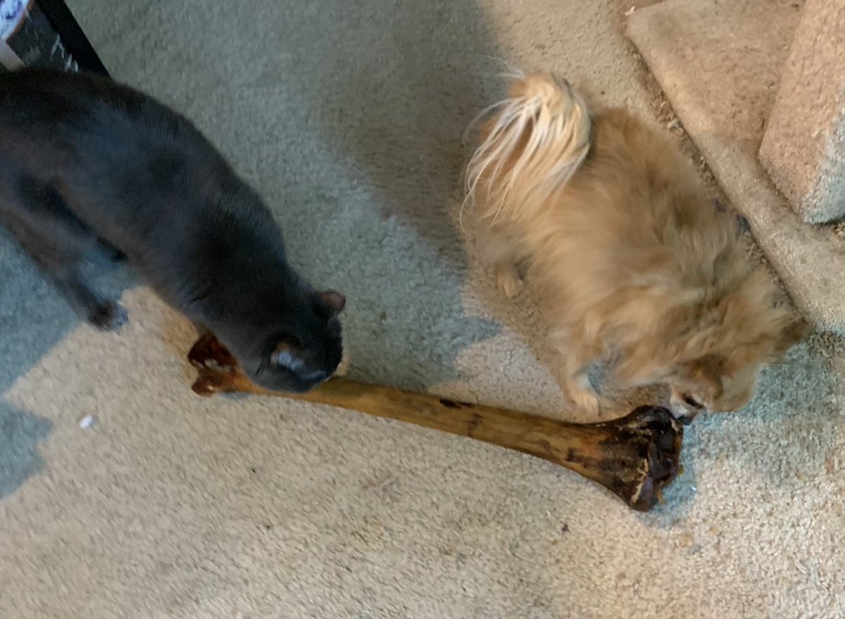 AnathemaThePup's tweet photo. Look what me &amp; Vengeance dug up in the back yard! ☠️ https://t.co/vM0ay2d37F
