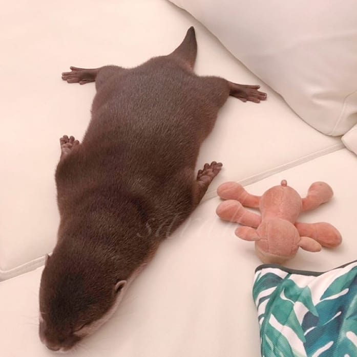 sleeping Rocky             sleeping otter