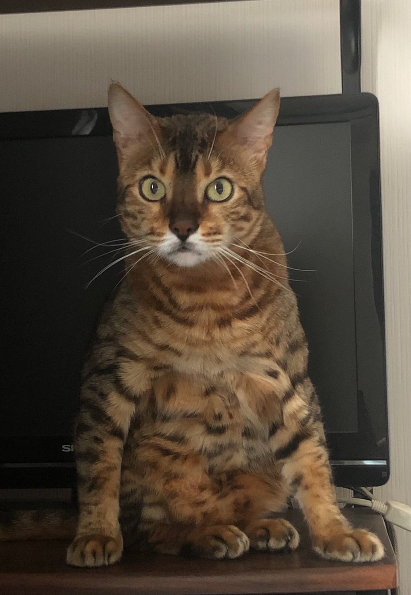 chikunoshiha's tweet photo. 朝目覚めたら
変な座り方で見つめられてた
うちの子もこんな座り方するんだ
うふふ

#猫
#座り方 https://t.co/8muA5wy3b6