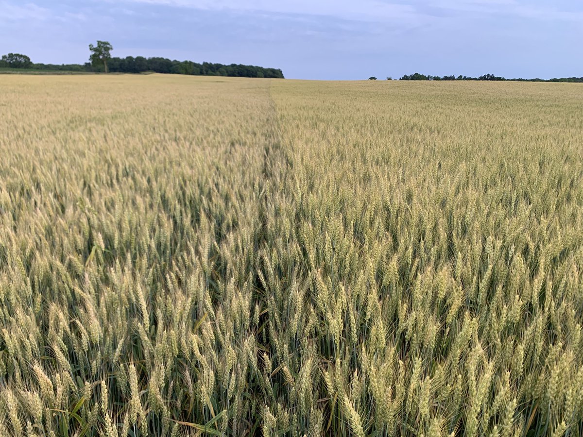 Adam Pfeffer tweet media