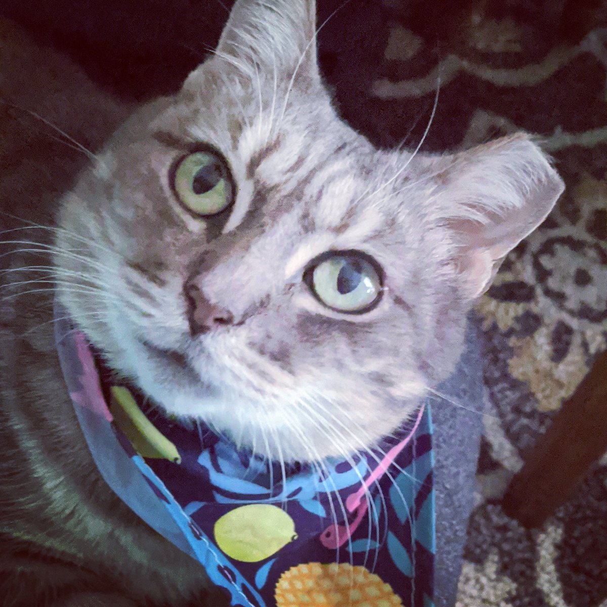 blastkat's tweet photo. I'm helping the ASPCA + @armandhammercat ™ celebrate senior shelter cats & reasons why they're purr-fect cat-panions! Nominate your senior cat https://t.co/Jkd8ew7rrH for a chance to win. #ad #FelineGenerous #SeniorTails #contest #sponsored #ahkittykrew
https://t.co/JD3uJtfLqg https://t.co/ZoCfzzfTrb