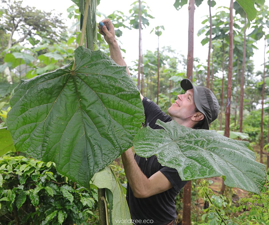 WorldTreeEco's tweet photo. The #EmpressSplendor #tree has special nitrogen-fixing properties that allow it to naturally return #nitrogen to depleted #soil through its leaves and root systems. The deficiency is a result of industrial #farming practices &amp; is challenging to #agriculture around the world. https://t.co/fRmjAv8K7P