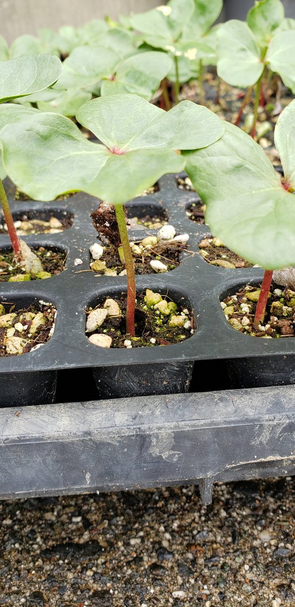 一般社団法人m I R A I V Twitter コットンプロジェクト 昨年植えたコットン から種をとり今年は ぼくまち市川三郷 のメンバーと 地域おこし協力隊員 と一緒に あるプロジェクト用に種を植え発芽しました コットン コットン栽培 コットンプロジェクト 綿