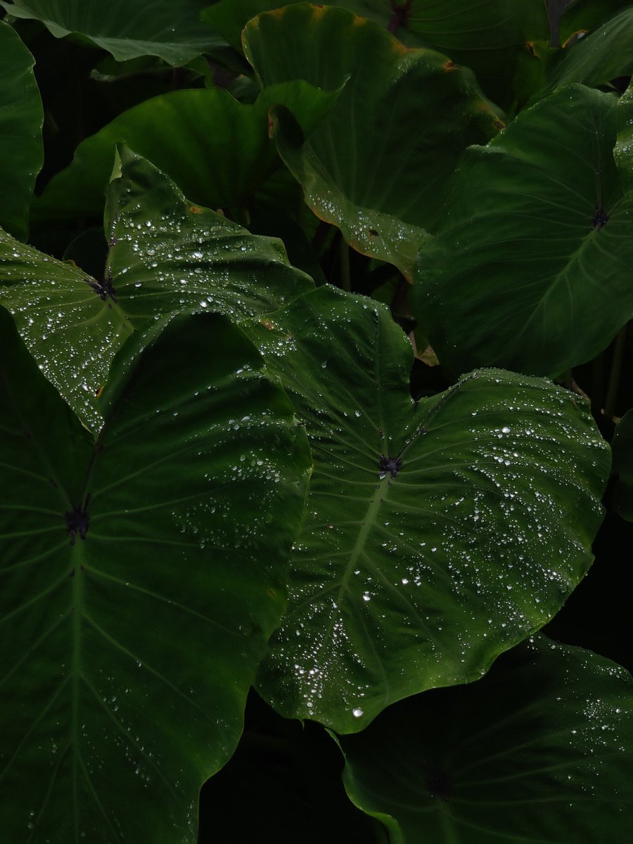 TrashSama26's tweet photo. Look some pictures of my dasheen bush after the rainfall https://t.co/EBCFVyq0no