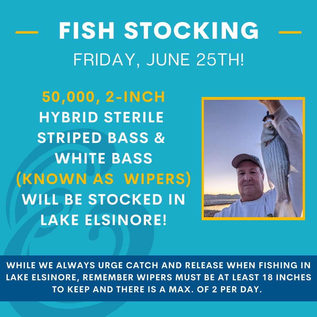 CtyLakeElsinore's tweet photo. Tomorrow, June 25th, the lake will be stocked with another 50,000, 2-inch hybrid sterile bass known as wipers! This will be the third fish stocking of the year.
Lake Elsinore is the ultimate destination for fishing.
#BringItLE #Fishing #FishStocking #LakeElsinore #LE https://t.co/cOKDt6iyMb