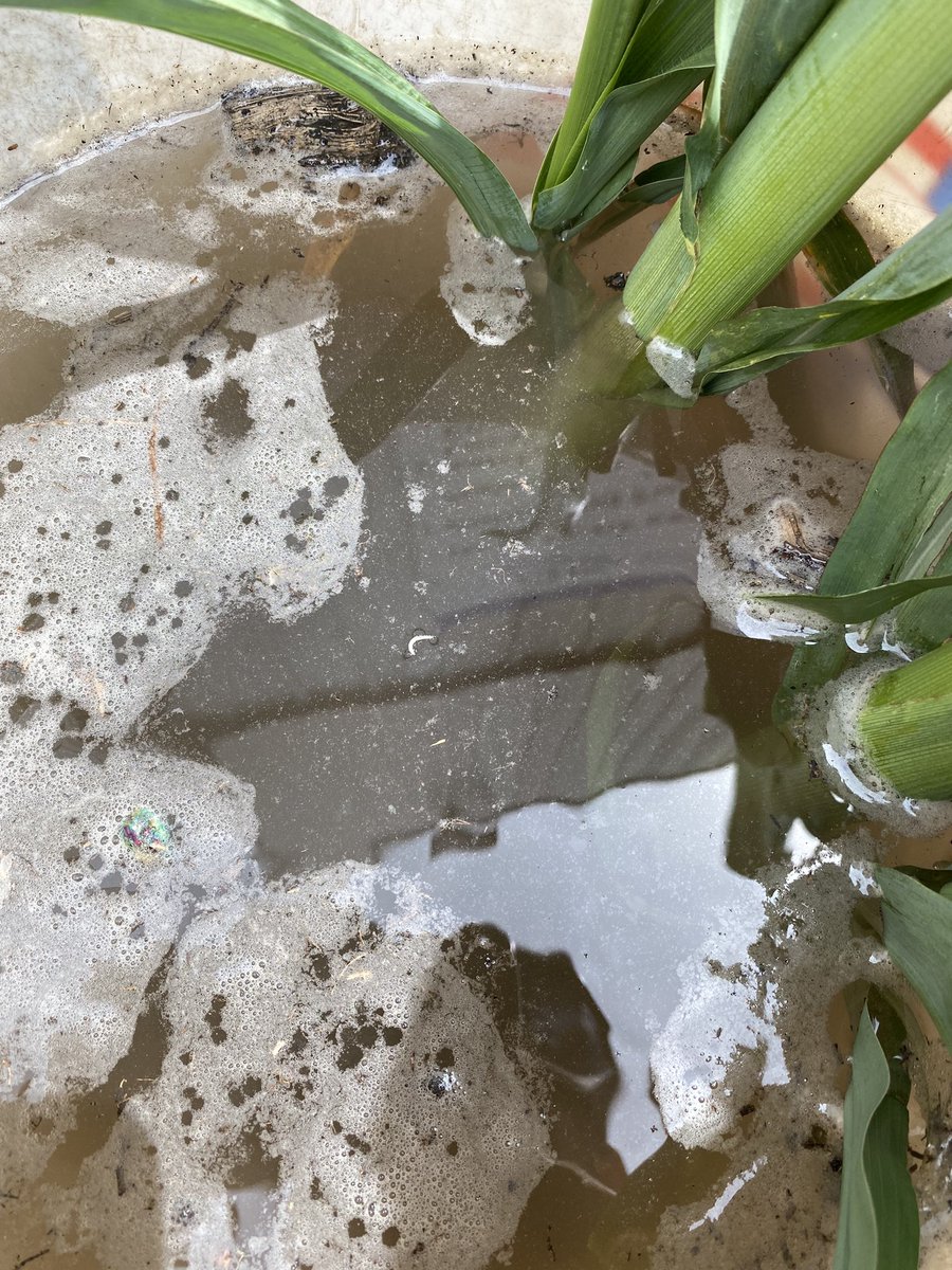 Keep an eye out for CRW Larva. Starting to find them in continuous Corn field floats.