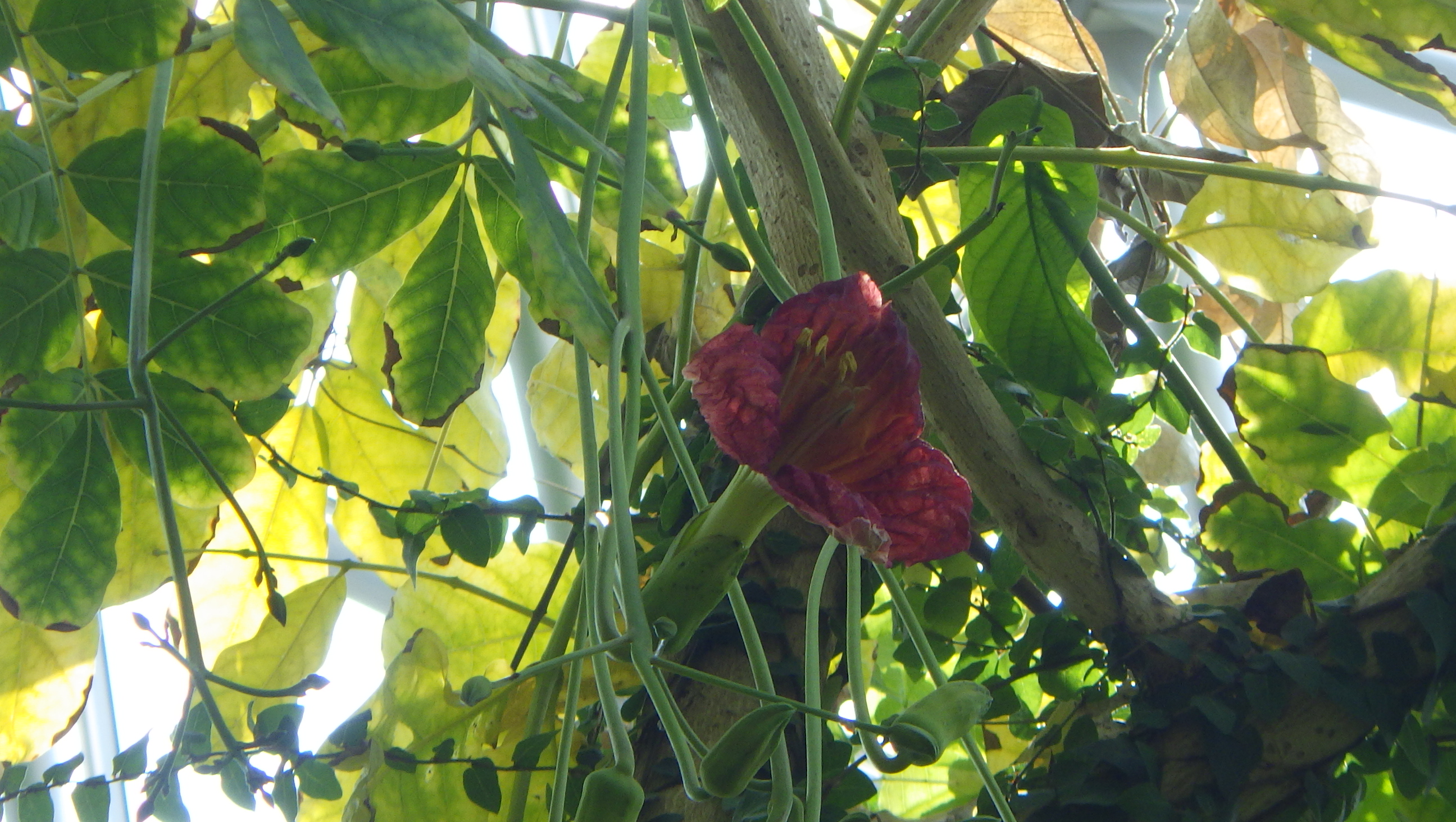新潟県立植物園 熱帯植物ドーム ソーセージノキ ノウゼンカズラ科 の花が咲きました アフリカ原産の珍しい植物で 花色は濃くくすんだ赤で木の高い位置に咲いています 初見で馴染みのないせいか独特な形に思えます そして その名のとおり