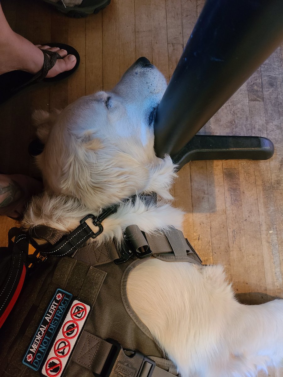 LegendTheSvcDog's tweet photo. Being this cute is hard work https://t.co/VzQMfasN8k