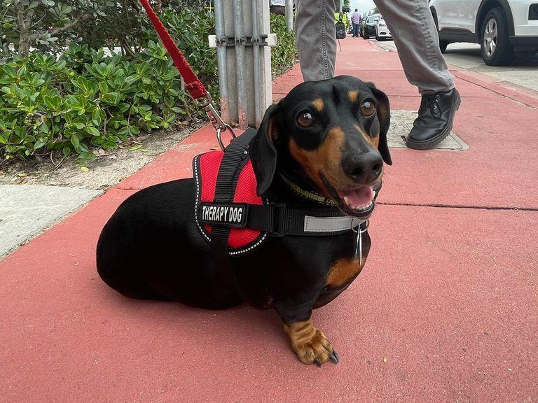 LANACION's tweet photo. Derrumbe de un edificio en Miami: Jeepers, el perro salchicha que brinda apoya emocional a los niños https://t.co/tJNpWJoKBR https://t.co/TwaEoeToq2