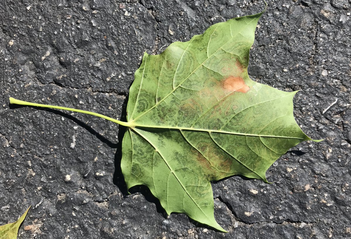 drdogtree's tweet image. Virus or Cristulariella? Perhaps Plant Pathology Dog will know! Norway maple.
