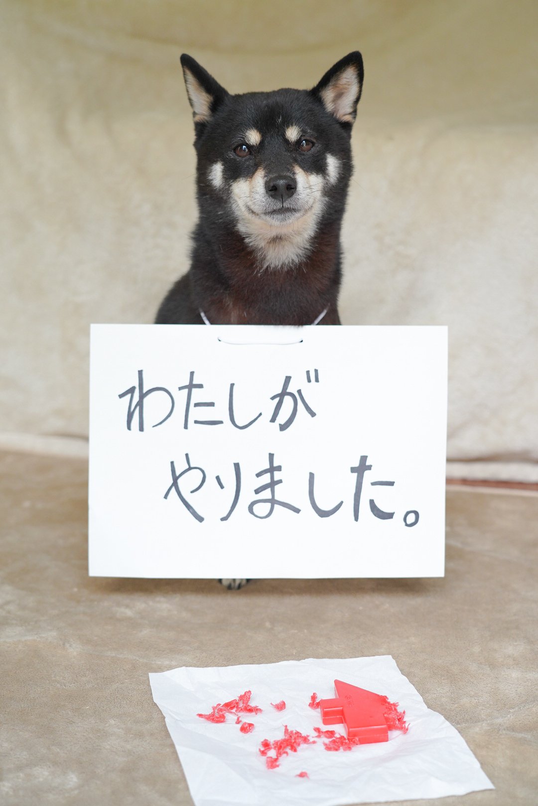 تويتر 室田雄平 Yuhei Murota على تويتر 反省させられてる 反省の色なし T Co Pdx2g3vihw