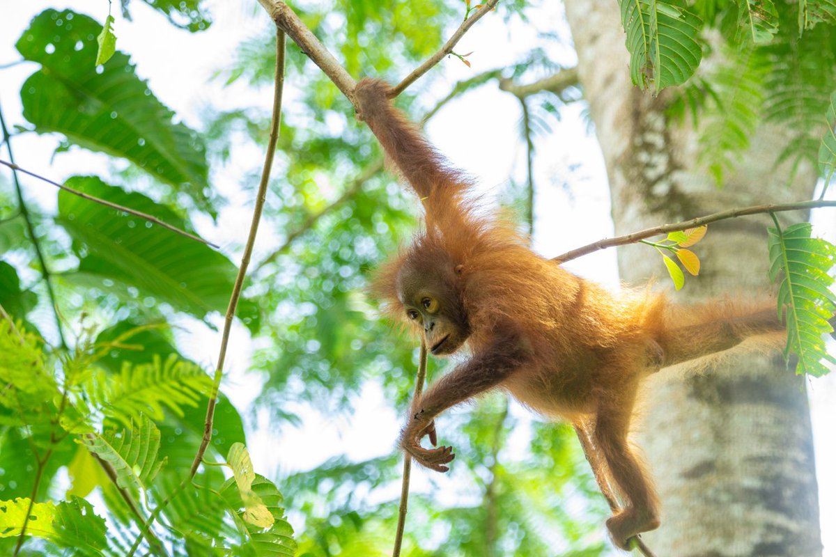 A cute baby orangutan spotted in the secondary forest of Bukit Piton Forest Reserve
#bukitpitonorangutanproject #Biodiversität #Biodiversity #Regenwaldschutz #Umweltschutz #Klimaschutz #SaveThePlanet #OrangutanFreedom #Borneo #Orangutan #EndangeredSpecies #OrangUtanSchutz