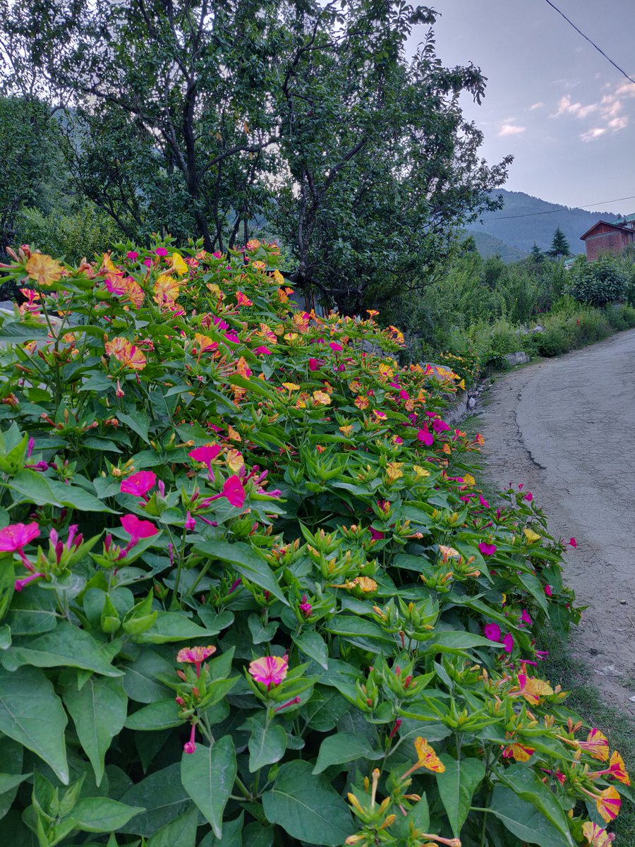 Unexpected delight on a morning walk. 

#KulluValley #HimachalPradesh