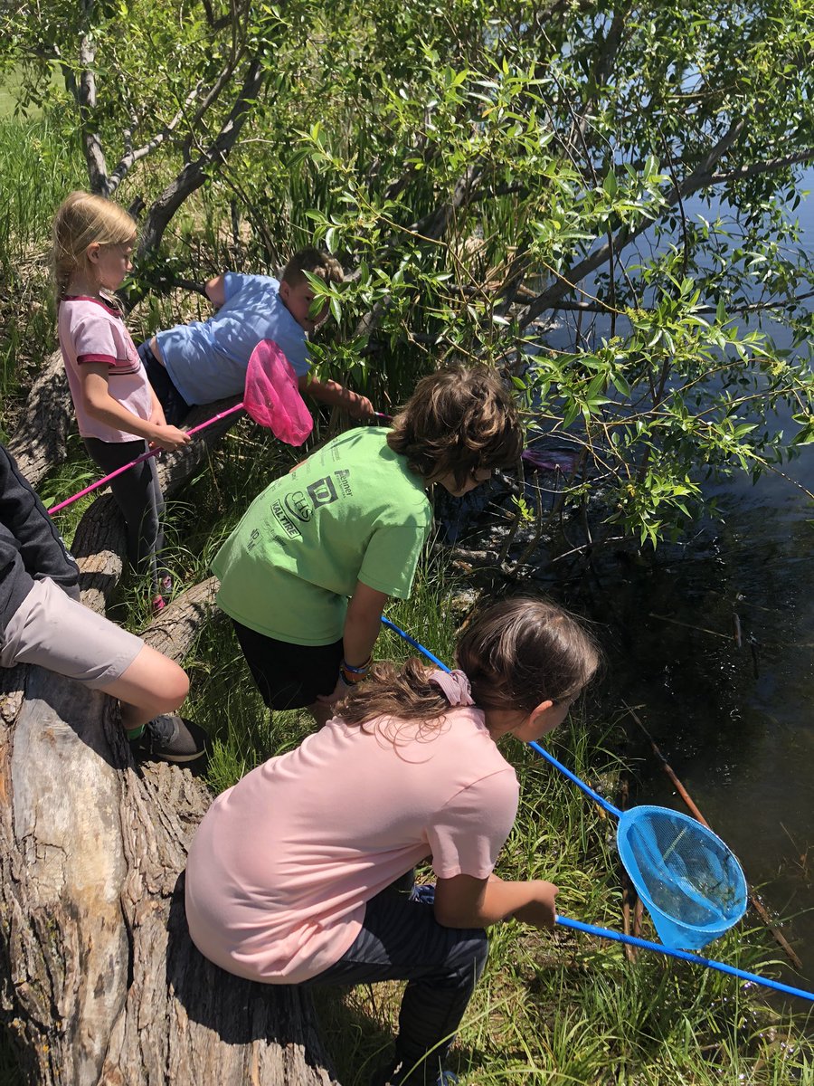 TRteachergirl's tweet photo. Pond dipping for June fun!! Perfect day for looking at creatures! #joyfulJune #yearendfun @TerraceRidgeSch @MaricaMcWhinnie https://t.co/GsWRiB2L5U