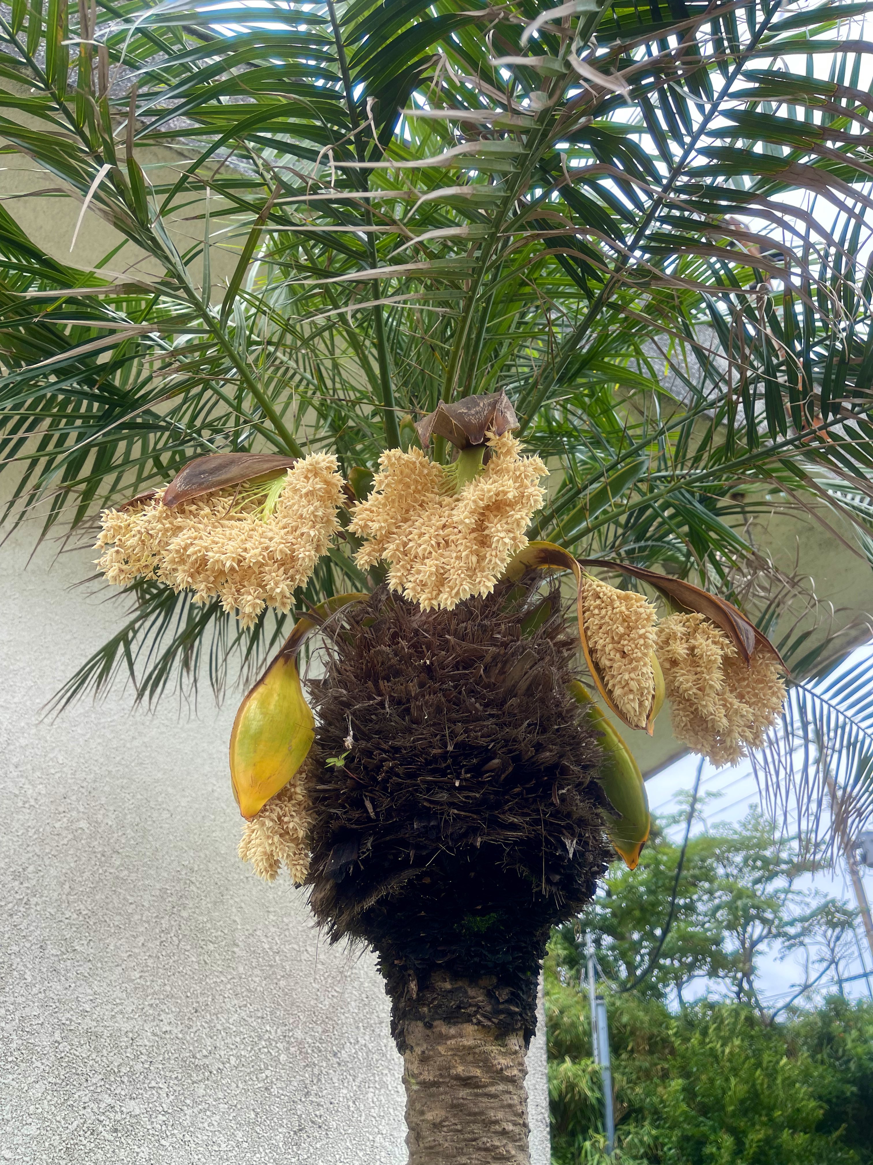 株式会社 伊豆緑産 会社の敷地内に植えられているシンノウヤシ フェニックス の花が咲き始めました 平たい種のような形のつぼみから小さな花がたくさん 見事な咲きっぷりです 三宅島 シンノウヤシ フェニックス 緑化 植栽 苗木 T Co