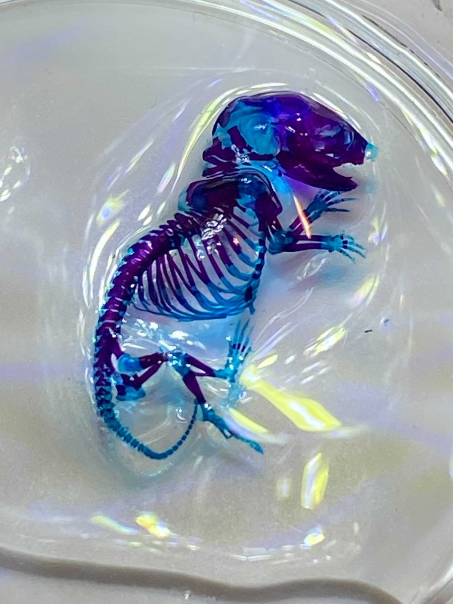 DFB_UM's tweet photo. Take a look at this awesome pics our students took of their skeletal preps! 🤩🤯 #DFB2021 https://t.co/flZhIDEswM