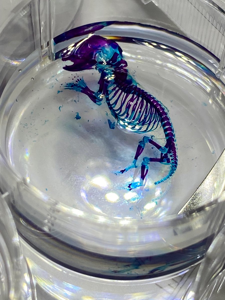 DFB_UM's tweet photo. Take a look at this awesome pics our students took of their skeletal preps! 🤩🤯 #DFB2021 https://t.co/flZhIDEswM