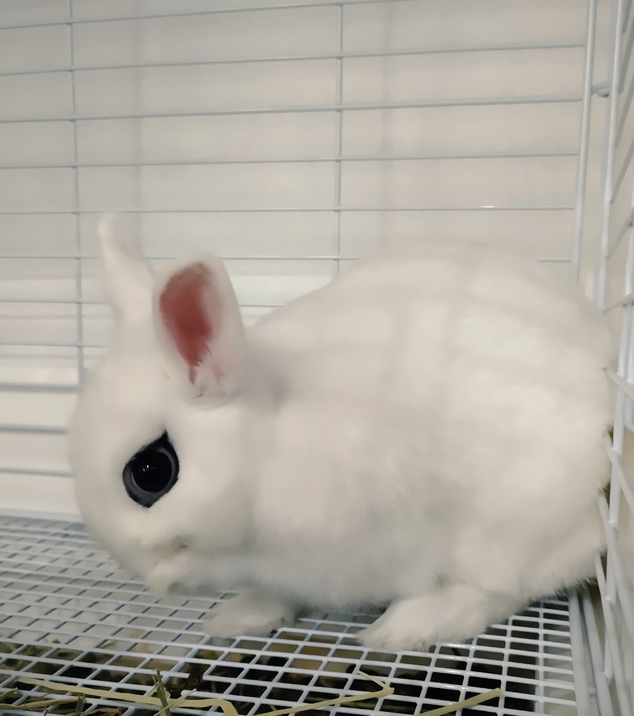 うさぎとわたし